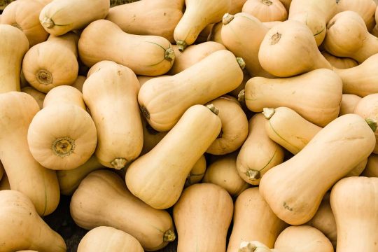 Butternut-Squash-background