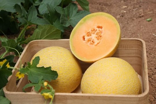 MelonGalia