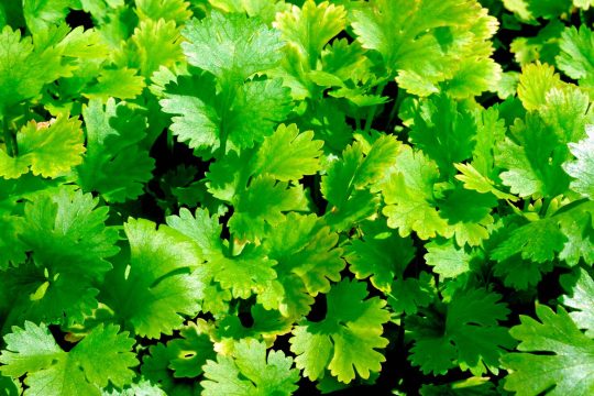 UK_coriander-growing