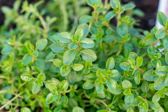 how-to-grow-thyme-1402630-hero-d44ccea3e3604c1db97d23761b25de52