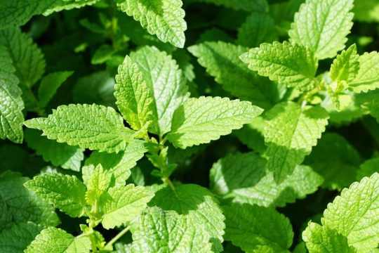 mint-planting-growing-harvesting